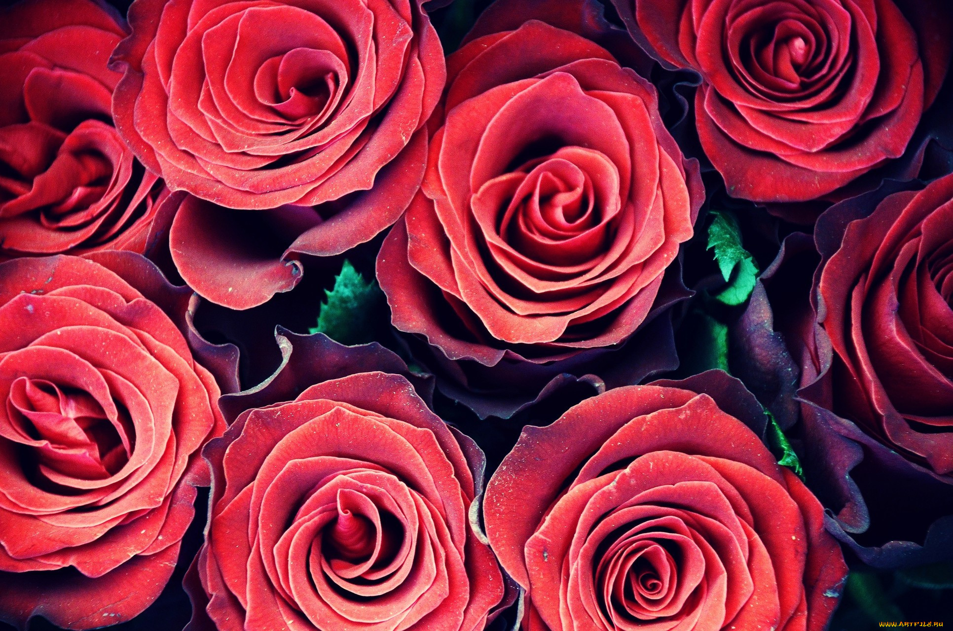, , flora, , , roses, red, flowers